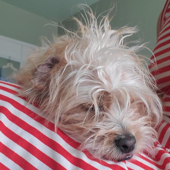 Meet your Posher, Cara - Picture 2 of 2